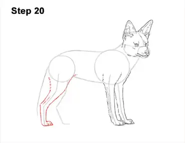 How to draw a jackal video step