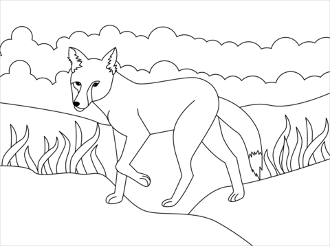 Jackal coloring page free printable coloring pages