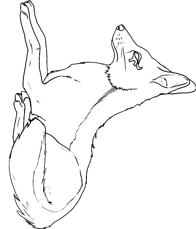 Jackal coloring page