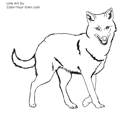 Golden jackal coloring page