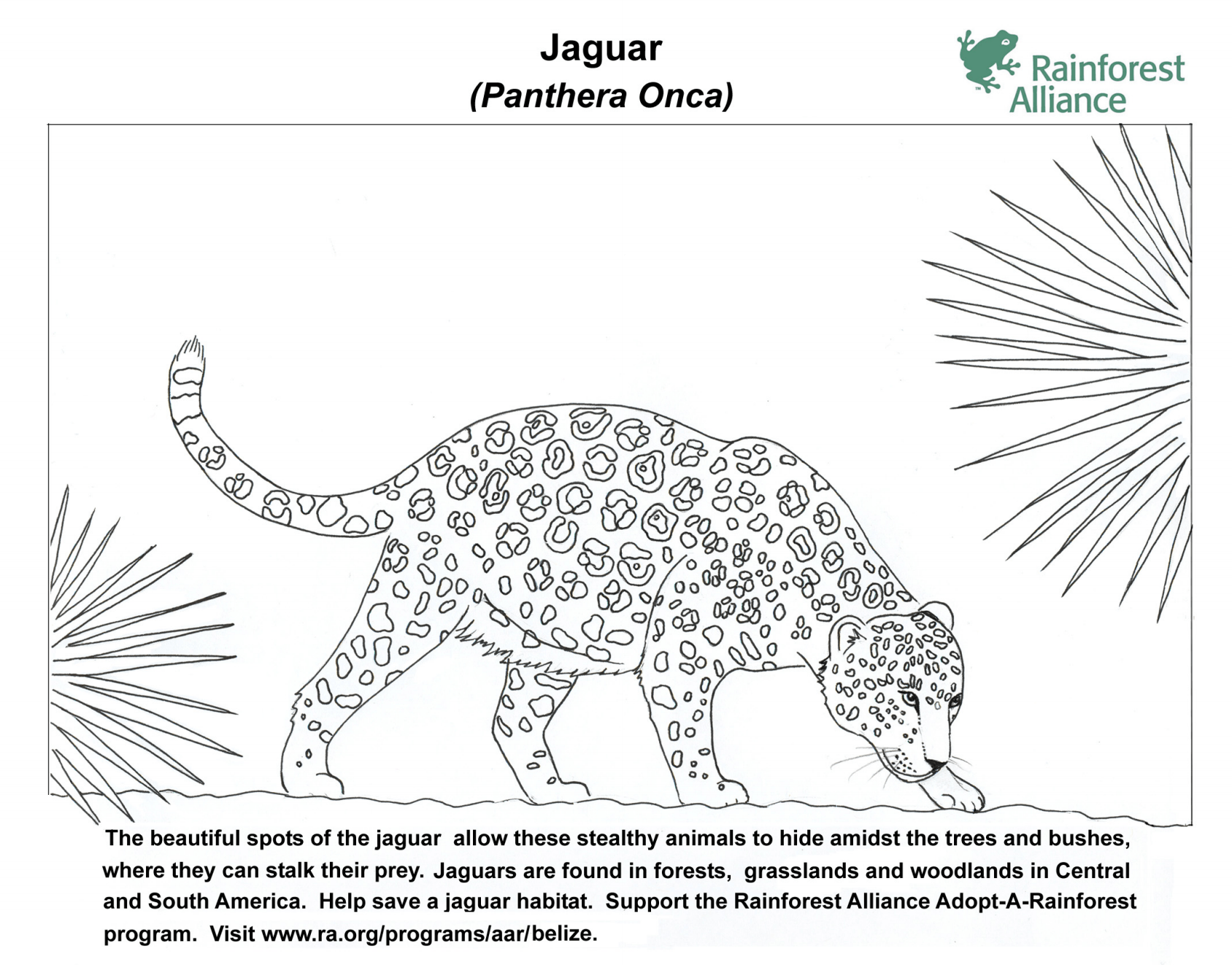 Jaguar coloring page rainforest alliance