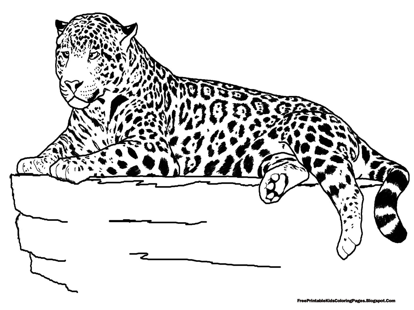 Jaguar coloring pages zoo animal coloring pages jaguar animal farm animal coloring pages