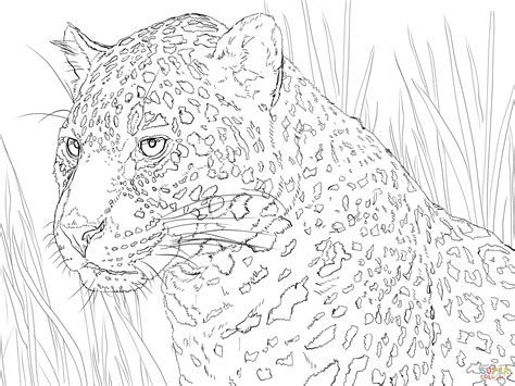 Resultado de imagen de jaguar mandala cool art drawings original disney sketches animal coloring pages