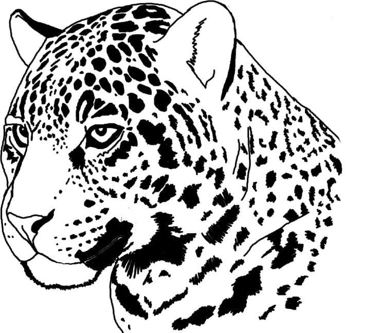 Leopard coloring pages printable for free download