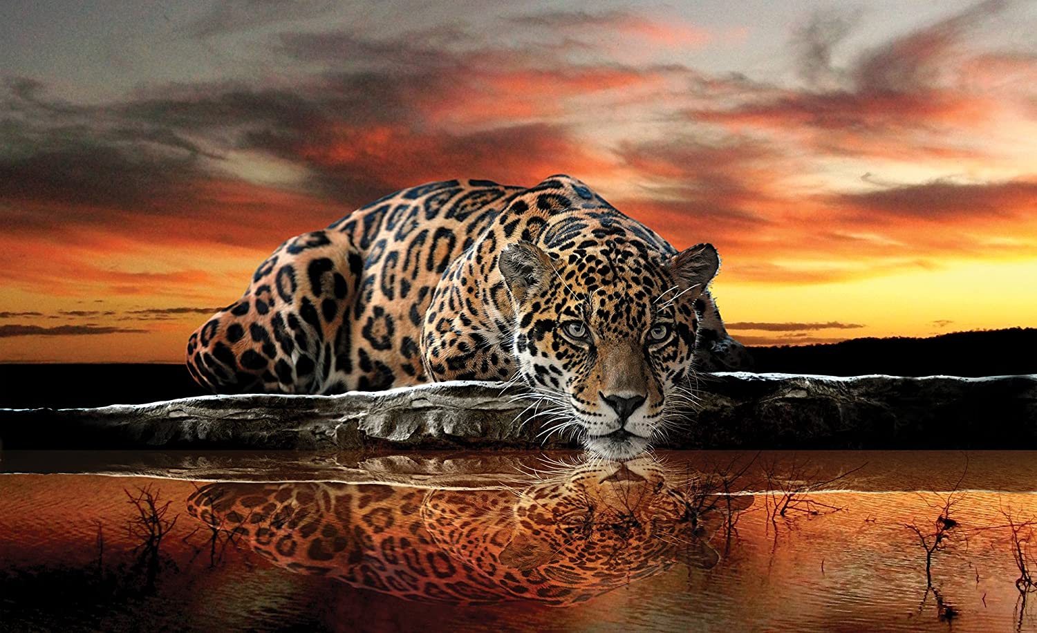 Download Free 100 + jaguar wallpaper