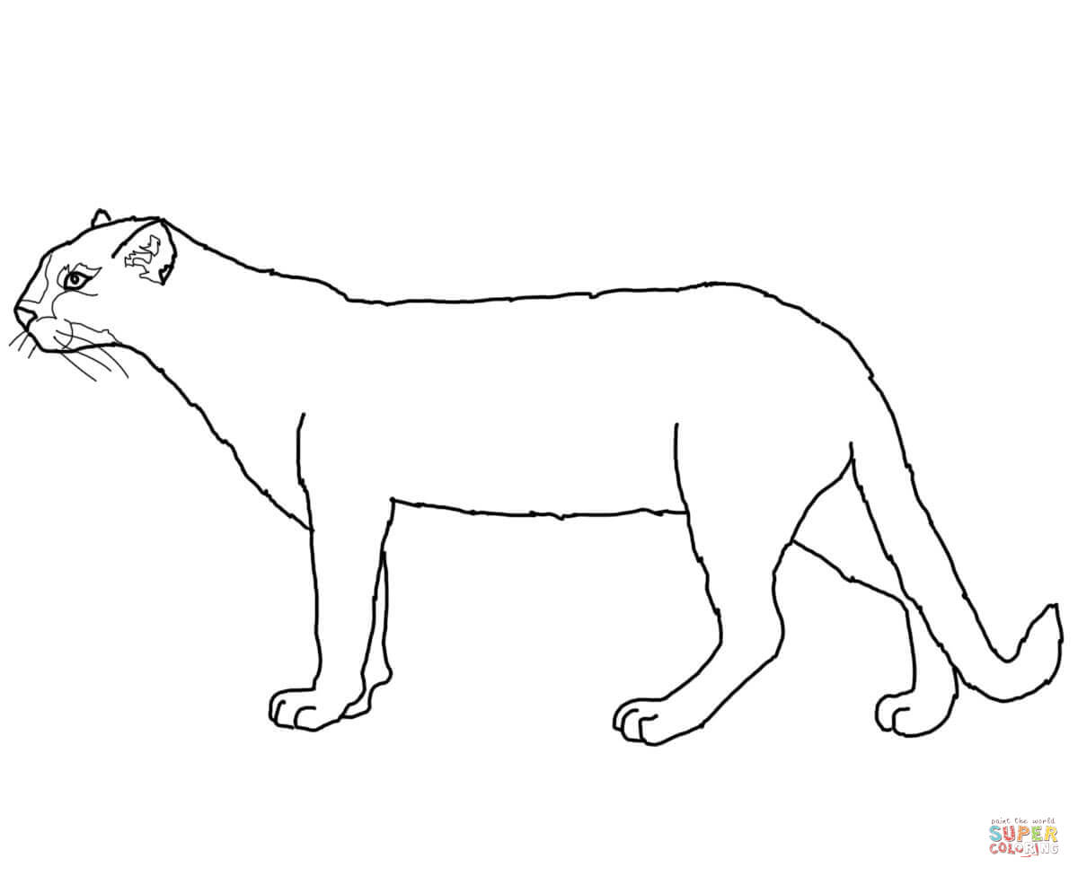 Jaguarundi coloring page free printable coloring pages