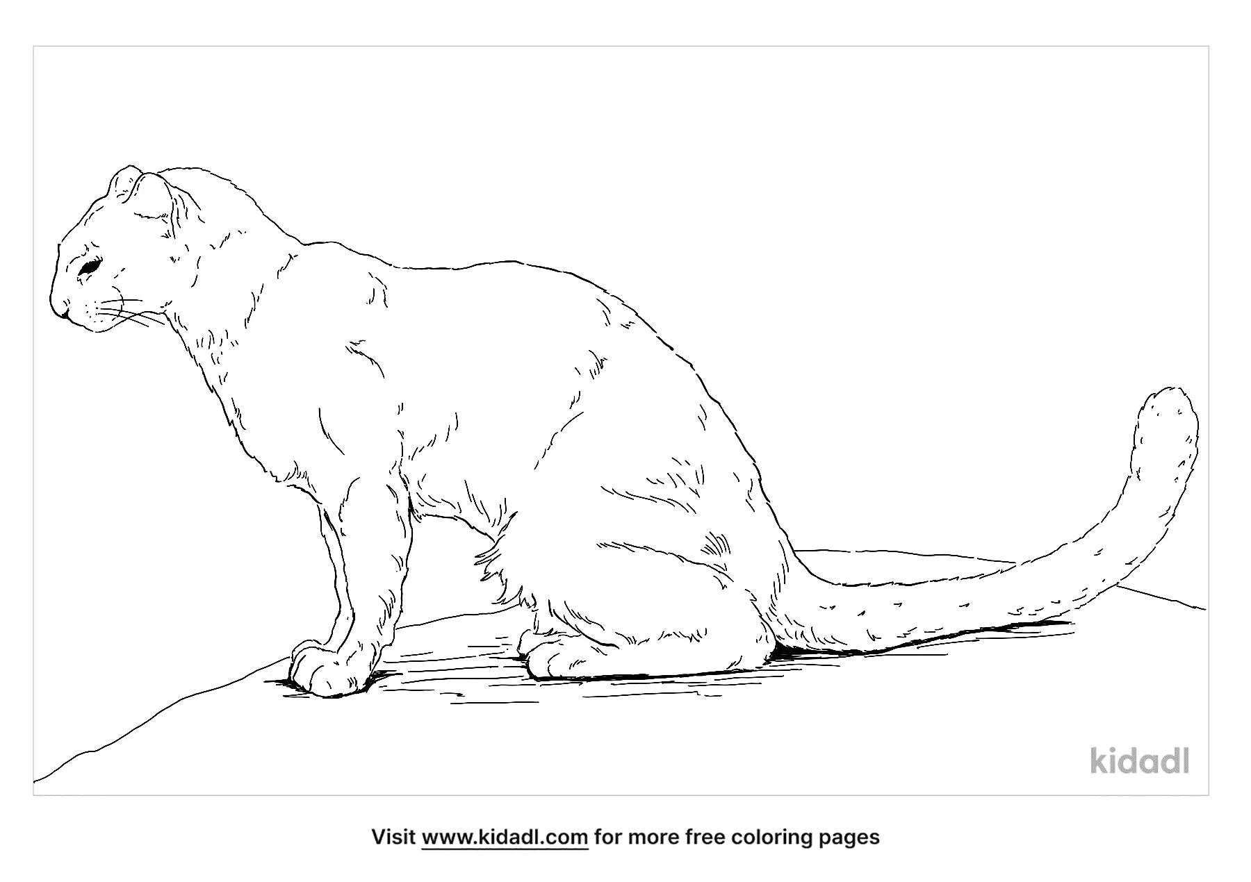 Free jaguarundi coloring page coloring page printables