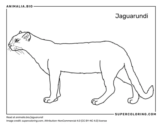 Jaguarundi