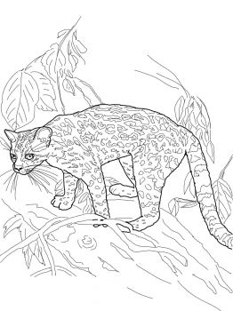 Margay colorg page super colorg cat colorg book colorg pages animal colorg pages