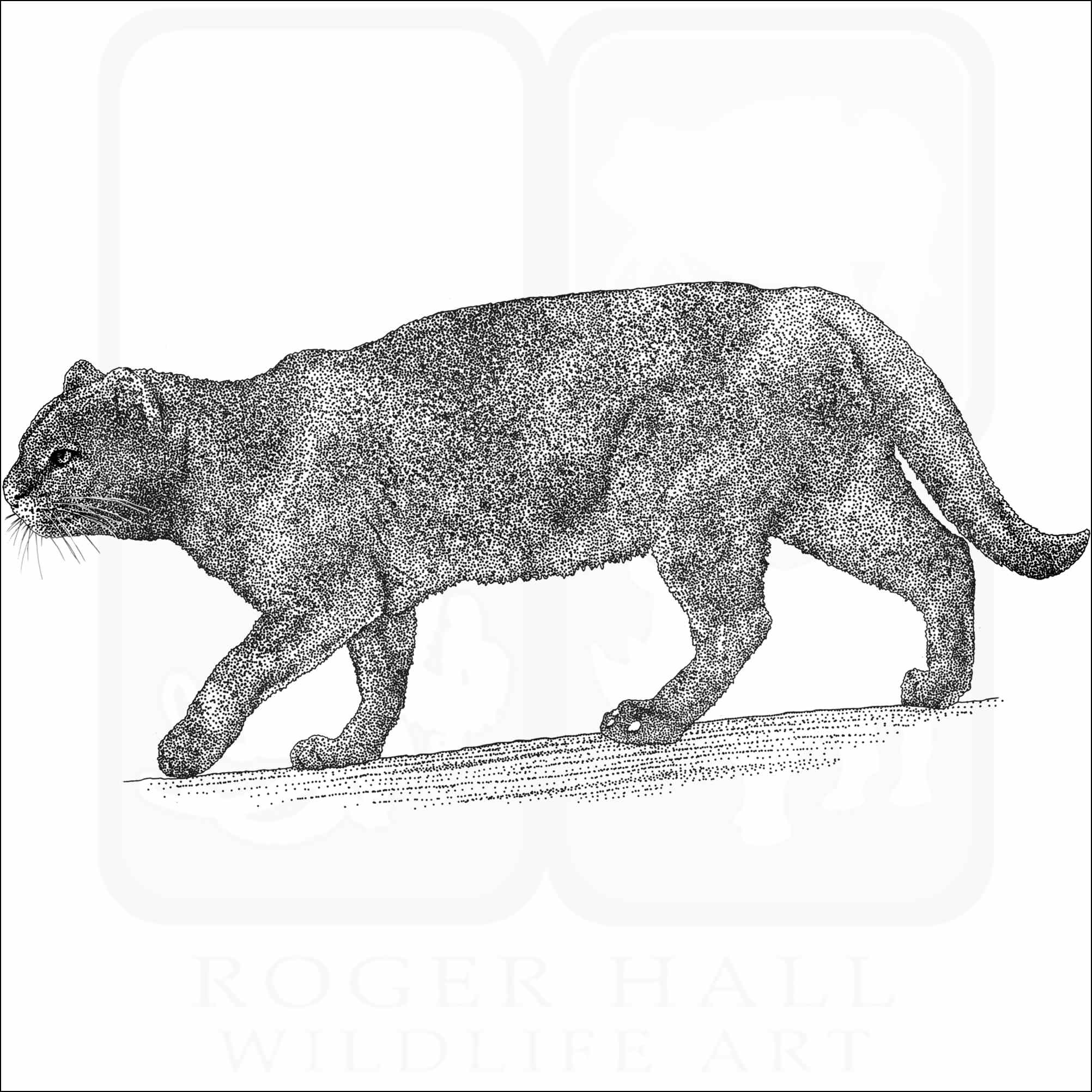 Jaguarundi