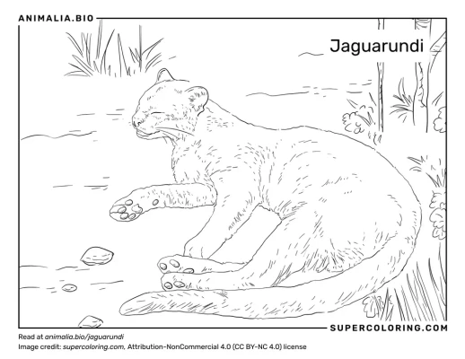 Jaguarundi