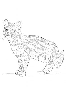 Oncilla tiger cat coloring page super coloring cat coloring page kitten coloring book dog coloring page