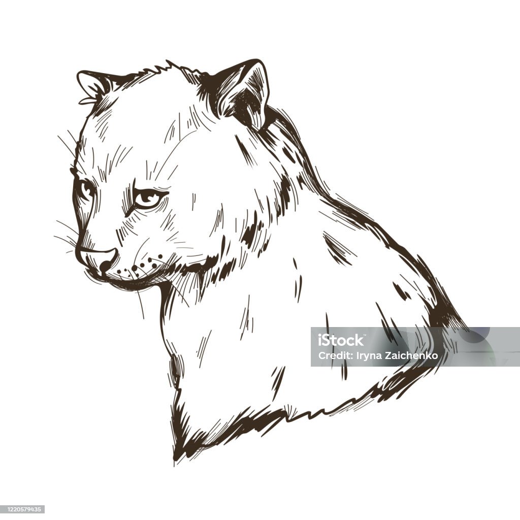 Herpailurus yagouaroundi portrait of animal watercolor drawing of puma eyra profile mammal from felinae family catlike predator feline creature face and isolated jaguarundi vector illustration stock illustration