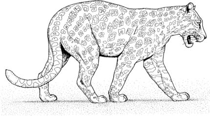 Jaguar walks coloring page supercoloring lion coloring pages dog coloring page coloring pages