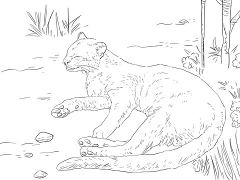 Jaguarundi resting on a ground coloring page free printable coloring pages