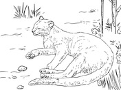 Jaguarundi coloring pages free coloring pages