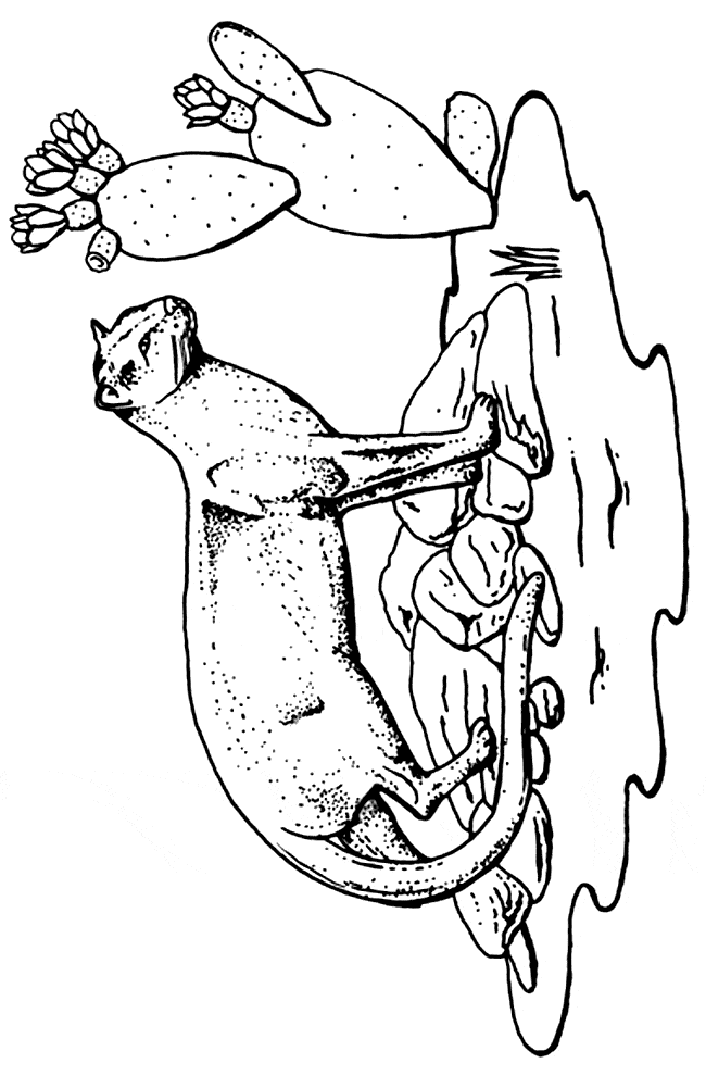 Jaguarundi coloring page