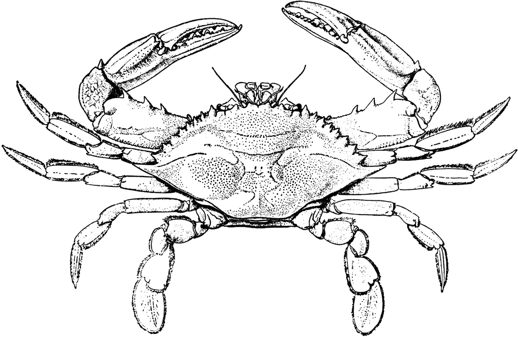 Blue crab drawing sketch template crab crab art blue crab