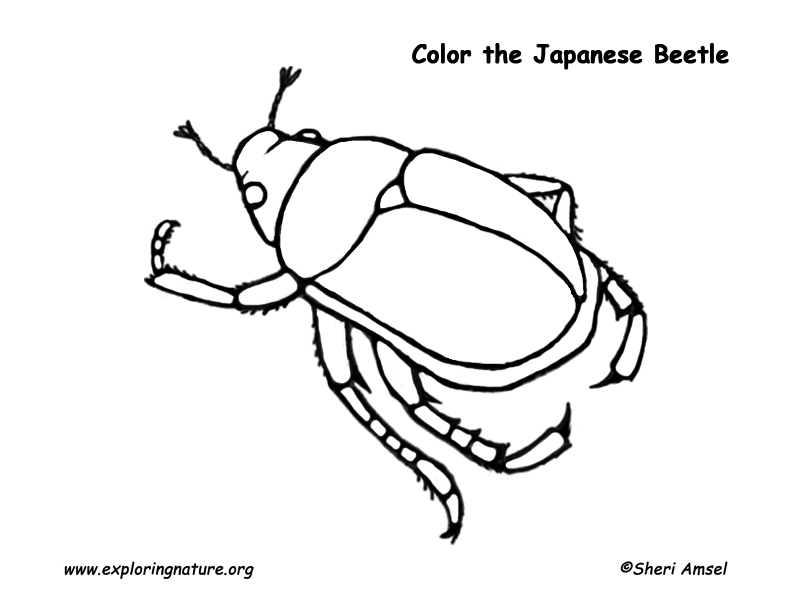 Japanese beetle coloring page