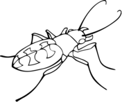 Beetles coloring pages free coloring pages