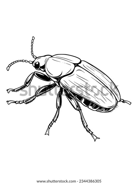 Dung beetle coloring page images stock photos d objects vectors