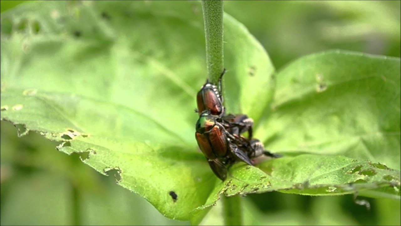 Have you ever seen a japanese beetle poop now you did