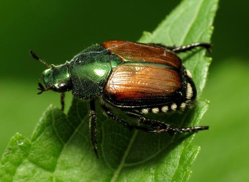 How to get rid of japanese beetles in the garden