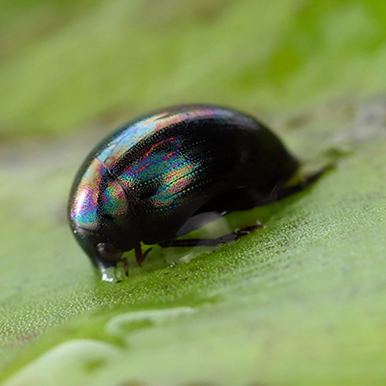 There are two ways out of a frog this beetle chose the back door