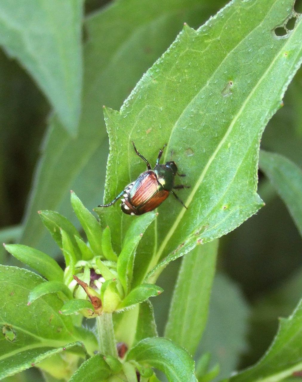 How to control japanese garden beetles when they invade your yard