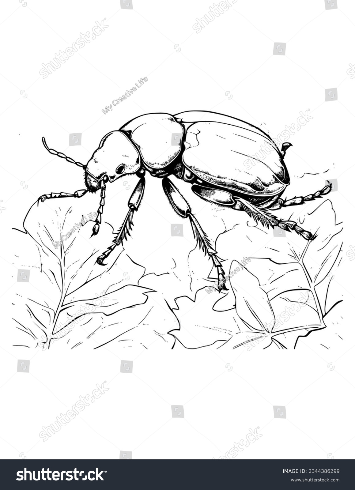 Dung beetle coloring page images stock photos d objects vectors