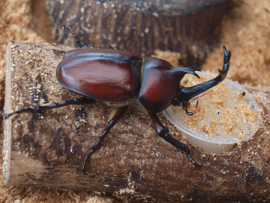 Japanese rhinoceros beetles