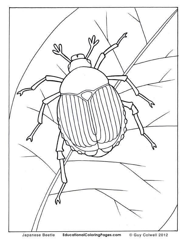 Beetle coloring pages insects coloring pages insect coloring pages animal coloring pages coloring pages