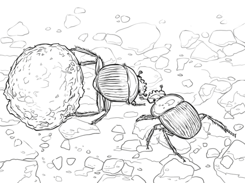 Dung beetles coloring page free printable coloring pages