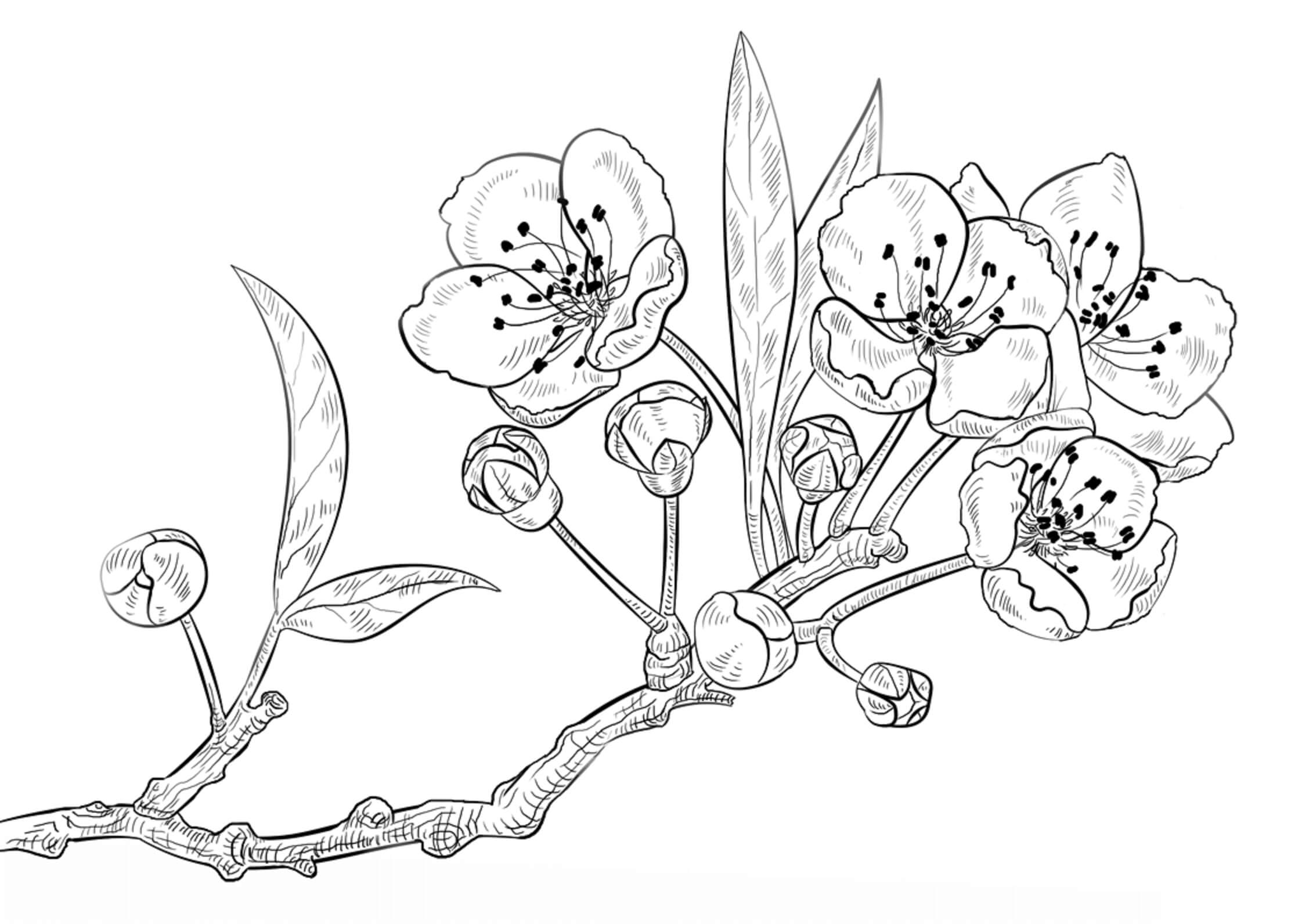 Cherry blossom coloring pages