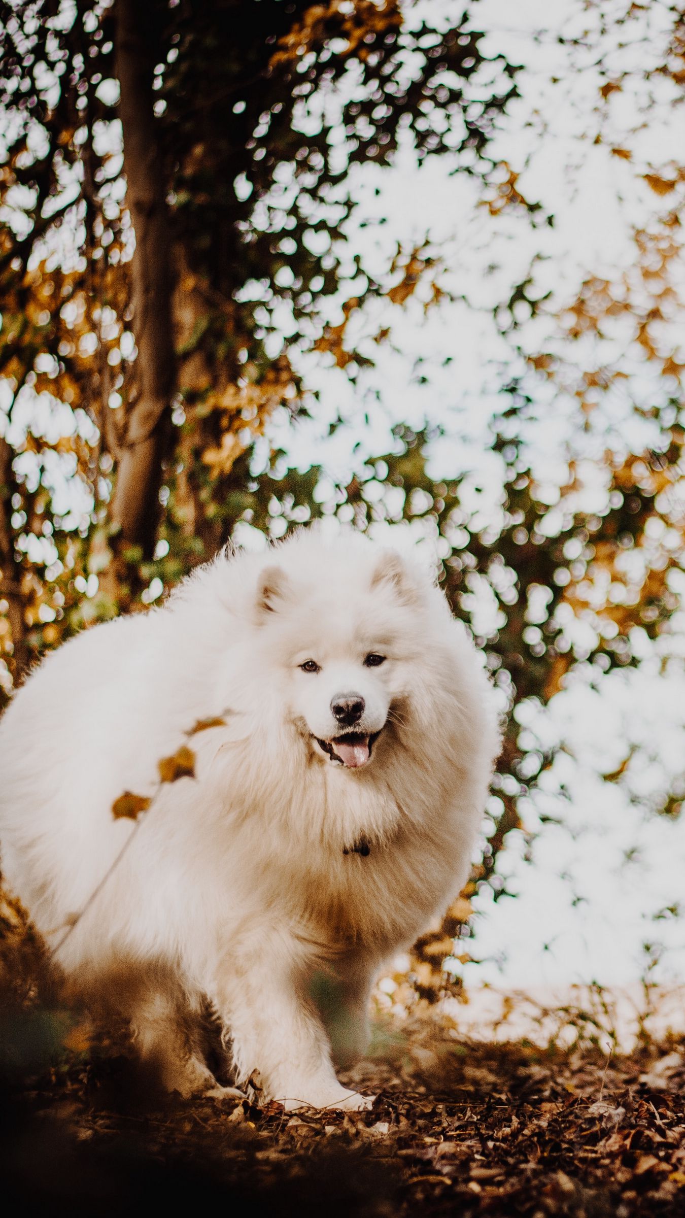 Download Free 100 + japanese spitz Wallpapers