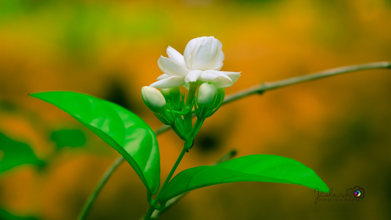 Download Free 100 + jasmine flower Wallpapers