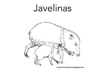 Emergent reader javelina for desert animal unit by kates creations