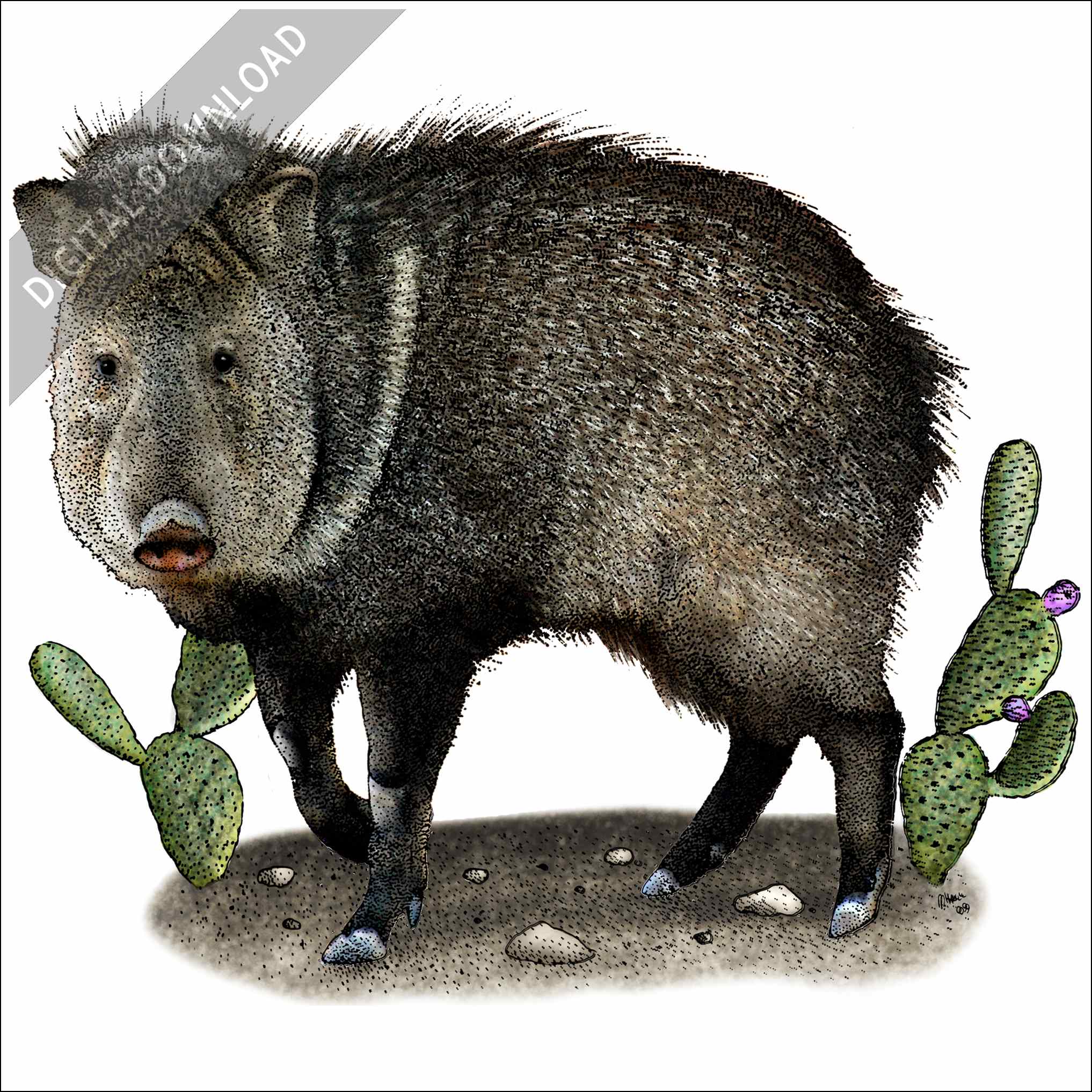 Stock art drawing of a collared peccary