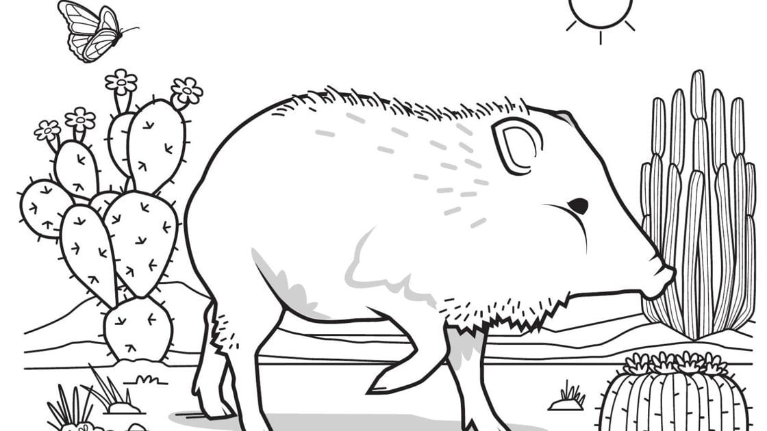 Javelina cactus coloring page this is tucson tucson