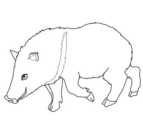 Collared peccary coloring page free printable coloring pages