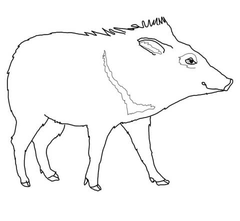 Peccary coloring page free printable coloring pages