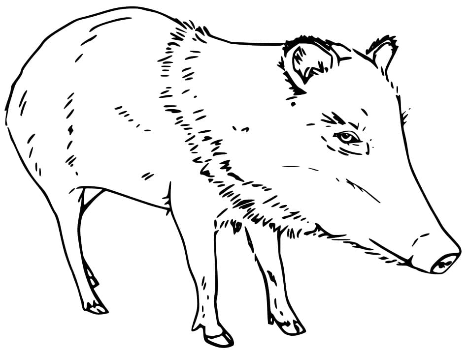 Peccary coloring pages
