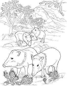 Javelina peccaries wild pigs coloring page free printable coloring pages javelina wild pig animals wild