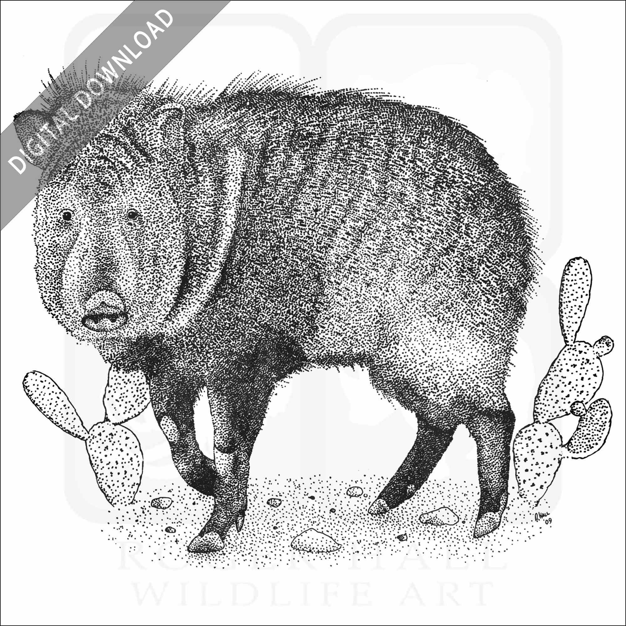 Stock art drawing of a collared peccary