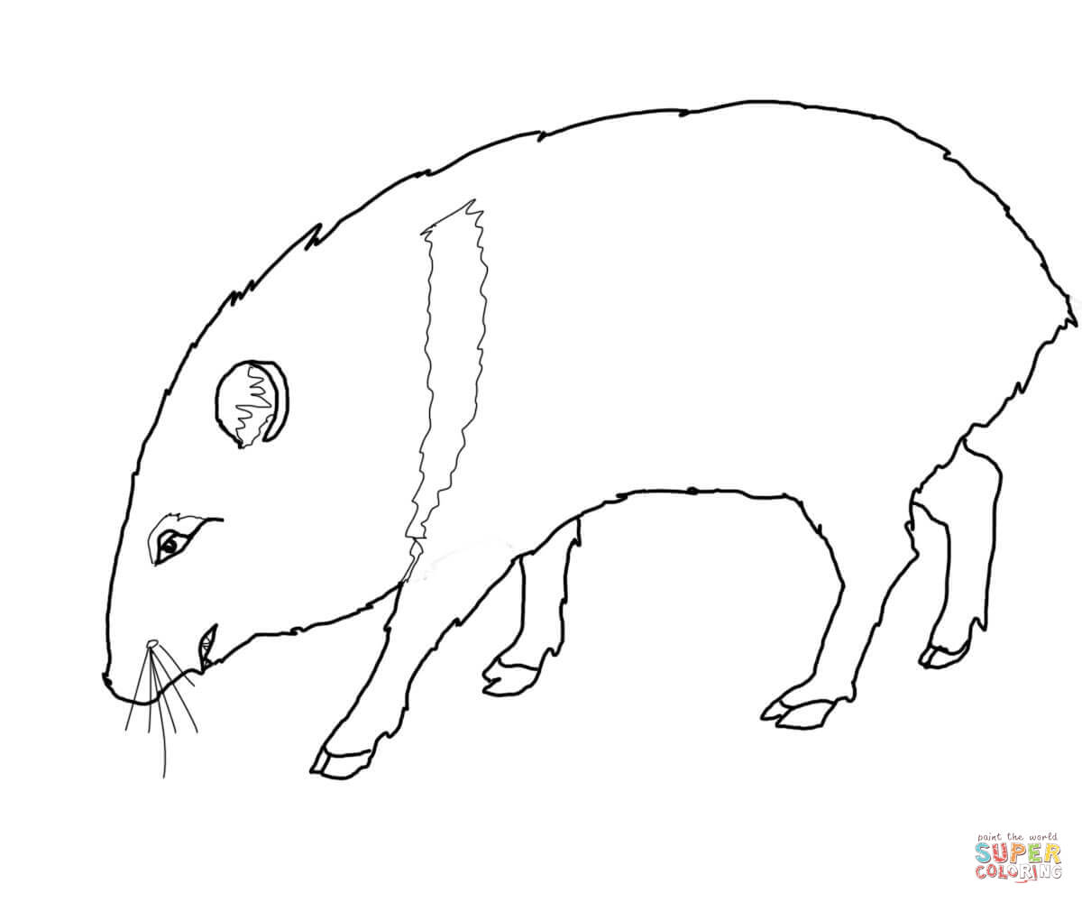 Javelina coloring page free printable coloring pages