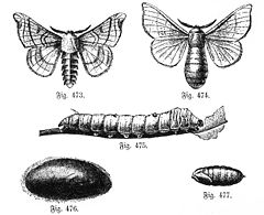 Jedwabnik morwowy â wolna encyklopedia