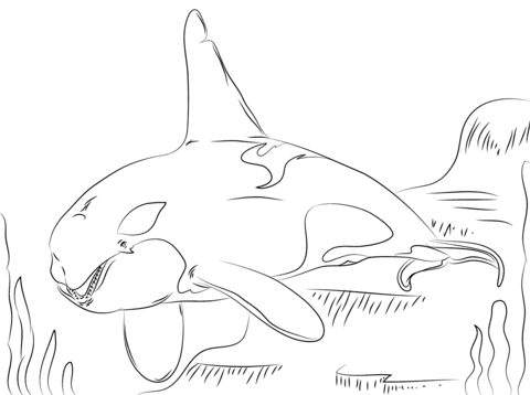 Beautiful killer whale coloring page free printable coloring pages