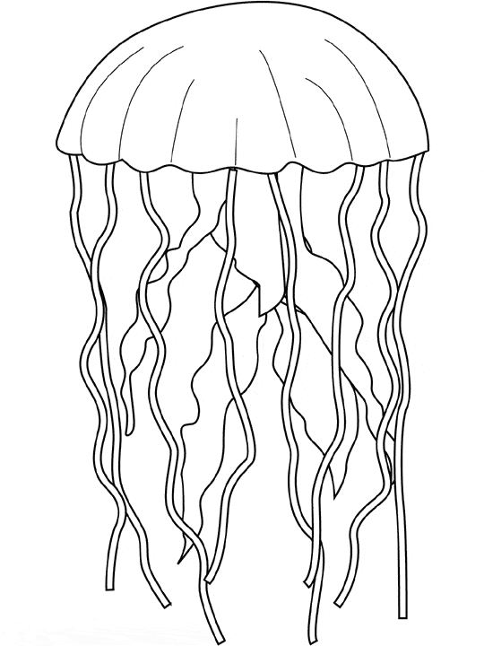 Jellyfish coloring