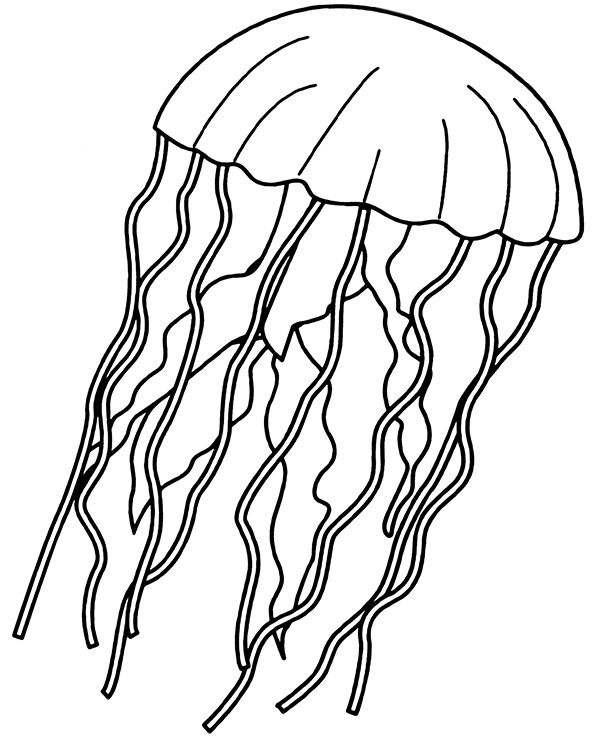 Jellyfish coloring page for children medusa printable image under the sea coloring pagesâ fish coloring page ocean coloring pages coloring pages inspirational