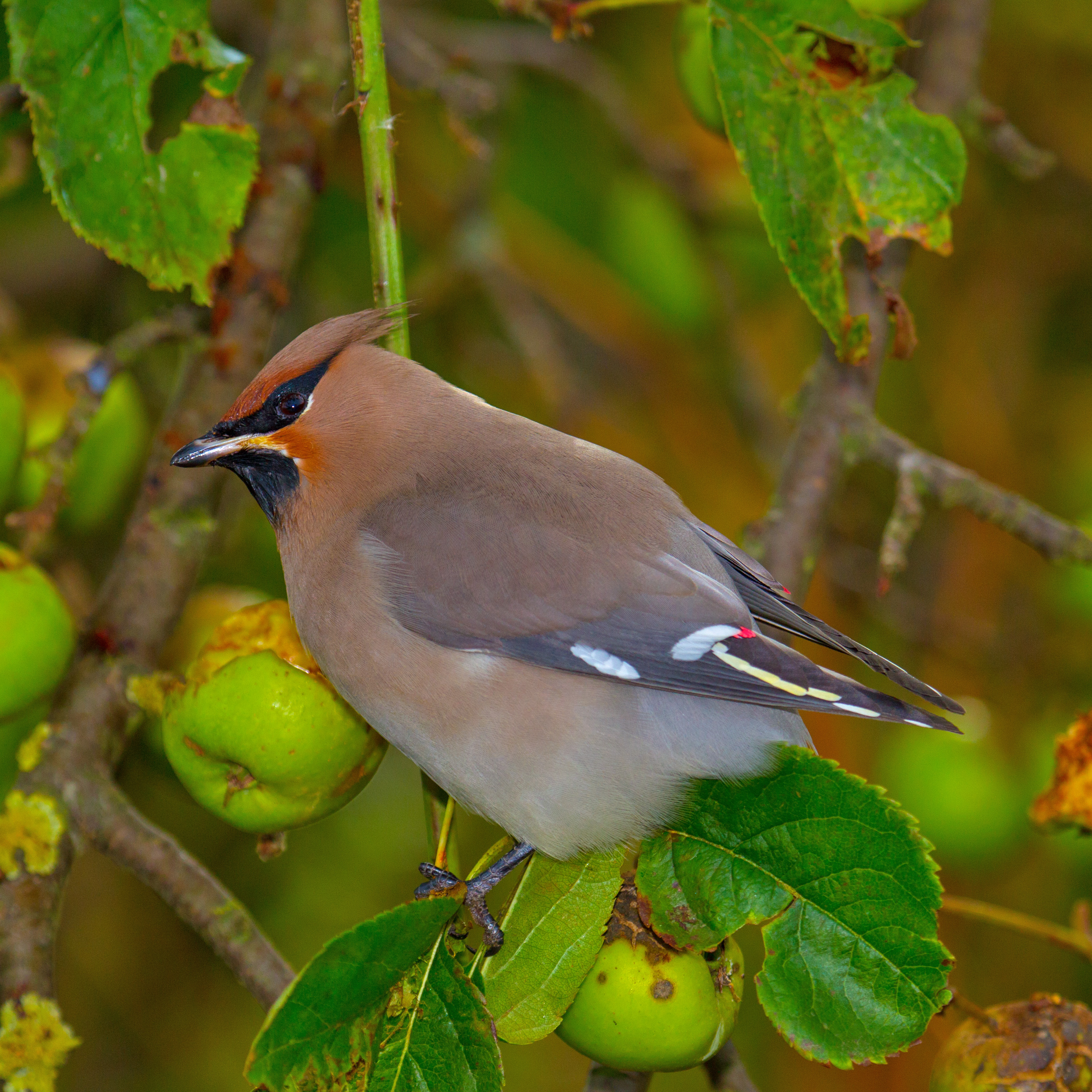 Bohemian waxwing